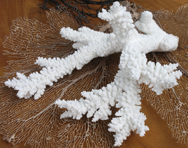 Premium Decor Acropora Coral - Acropora Branching